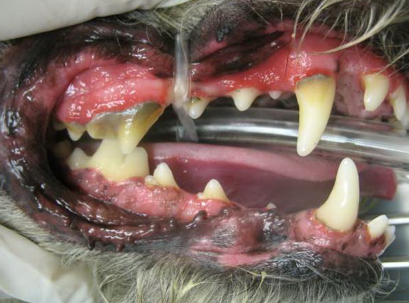 Dog Dental Cleaning BEFORE