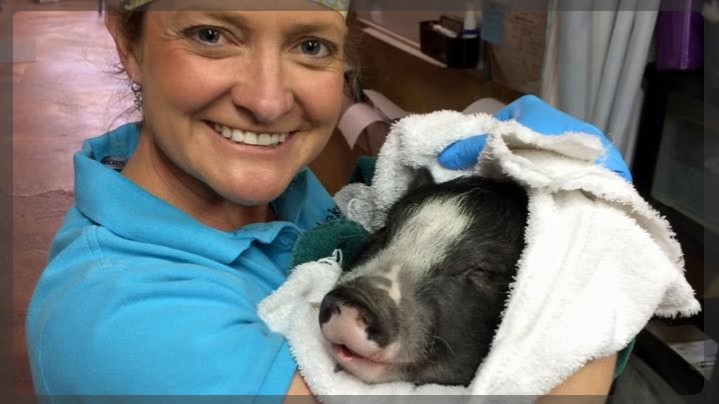 Dr. Brown and pot belly pig