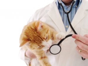 Dog and Cat vaccines provided by South Valley pet vet