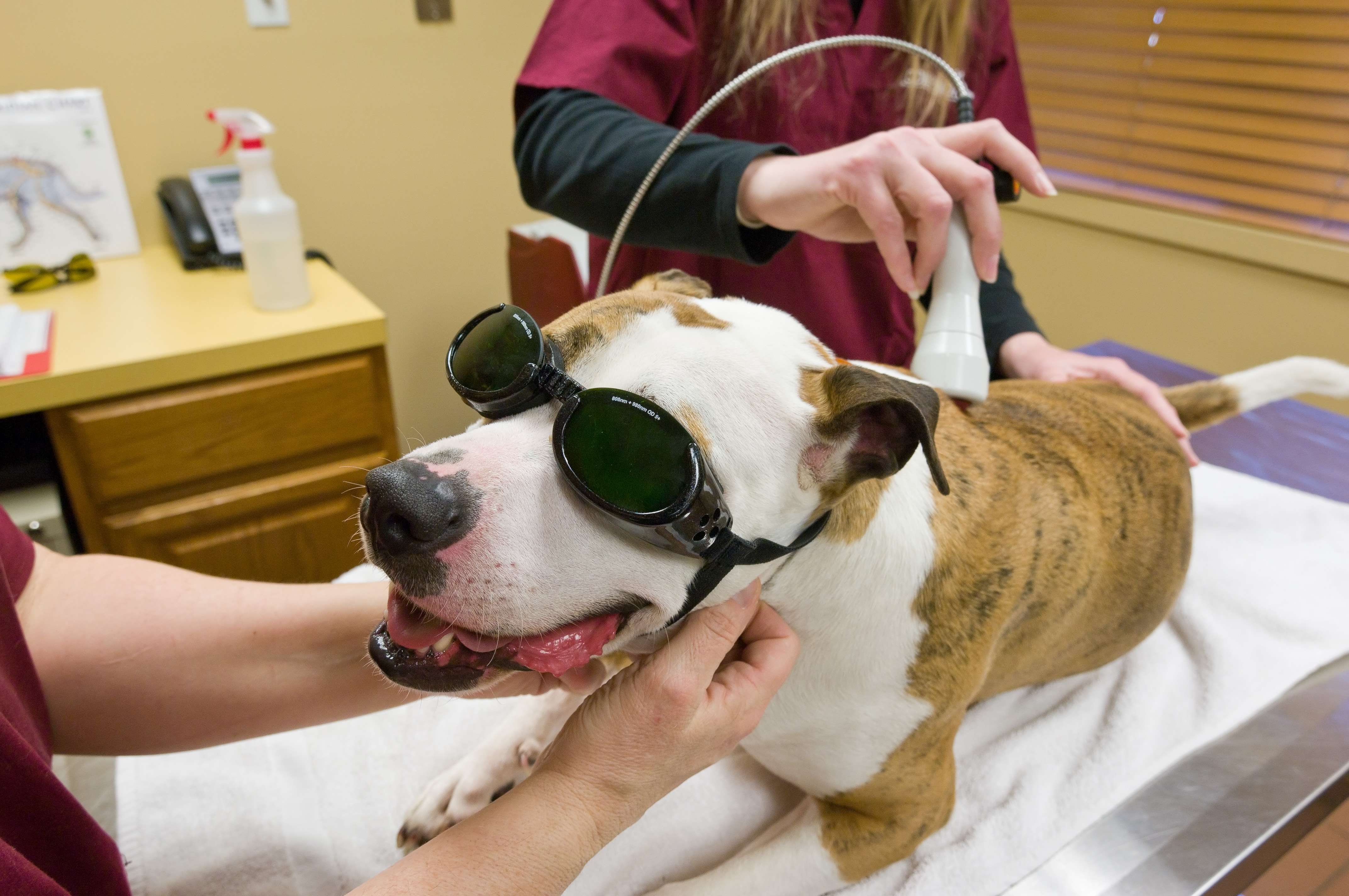 Dog wearing doggles while getting laser therapy for pain and inflammation