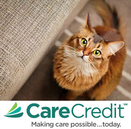 payment portal carecredit care credit