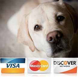 Dog Payment Portal Image