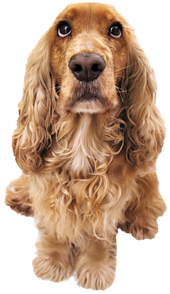 Cocker spaniel