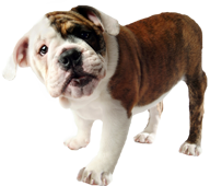 bulldog