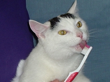 cat_licks_toothbrushc.jpeg