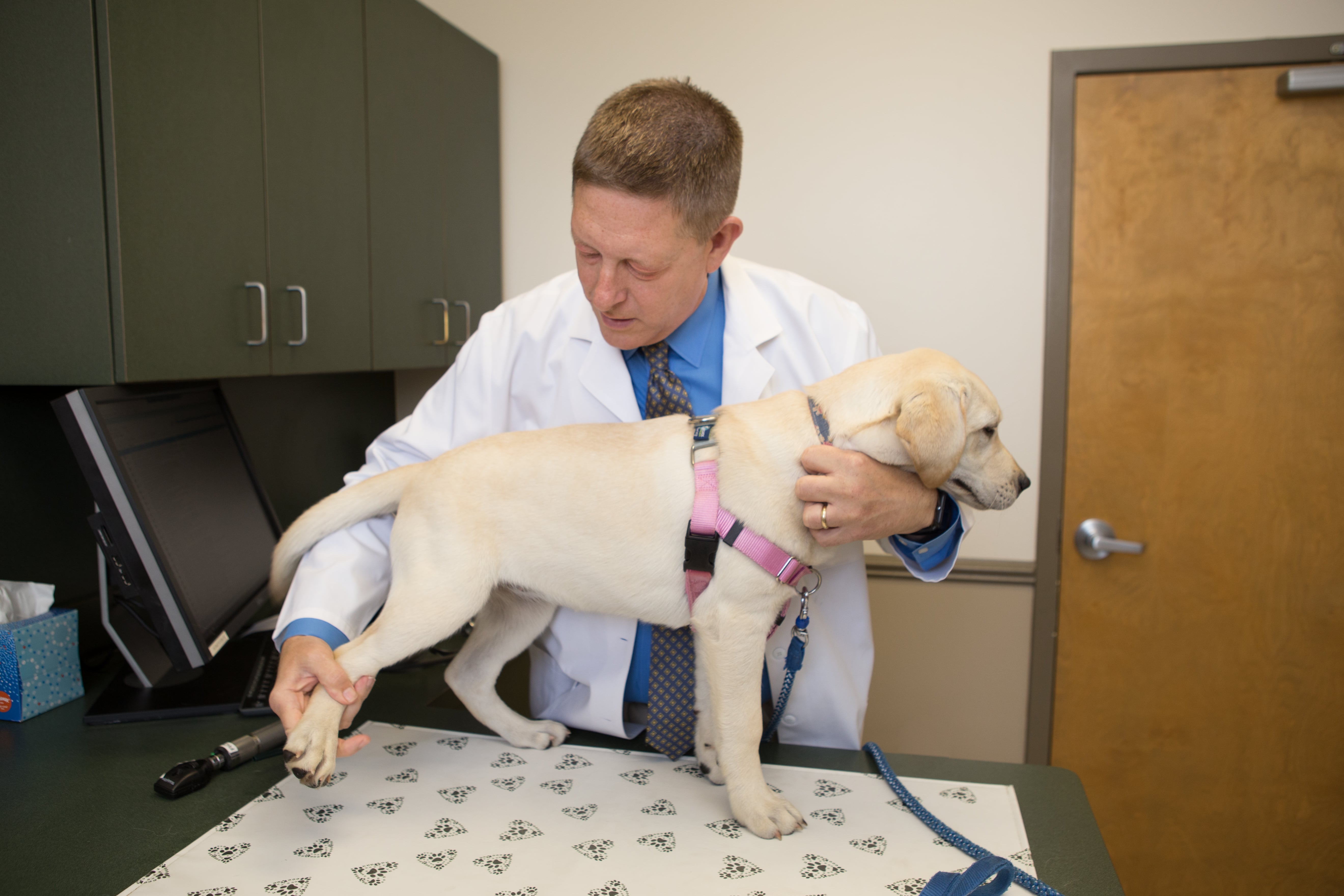 Doctor Examining a Dog