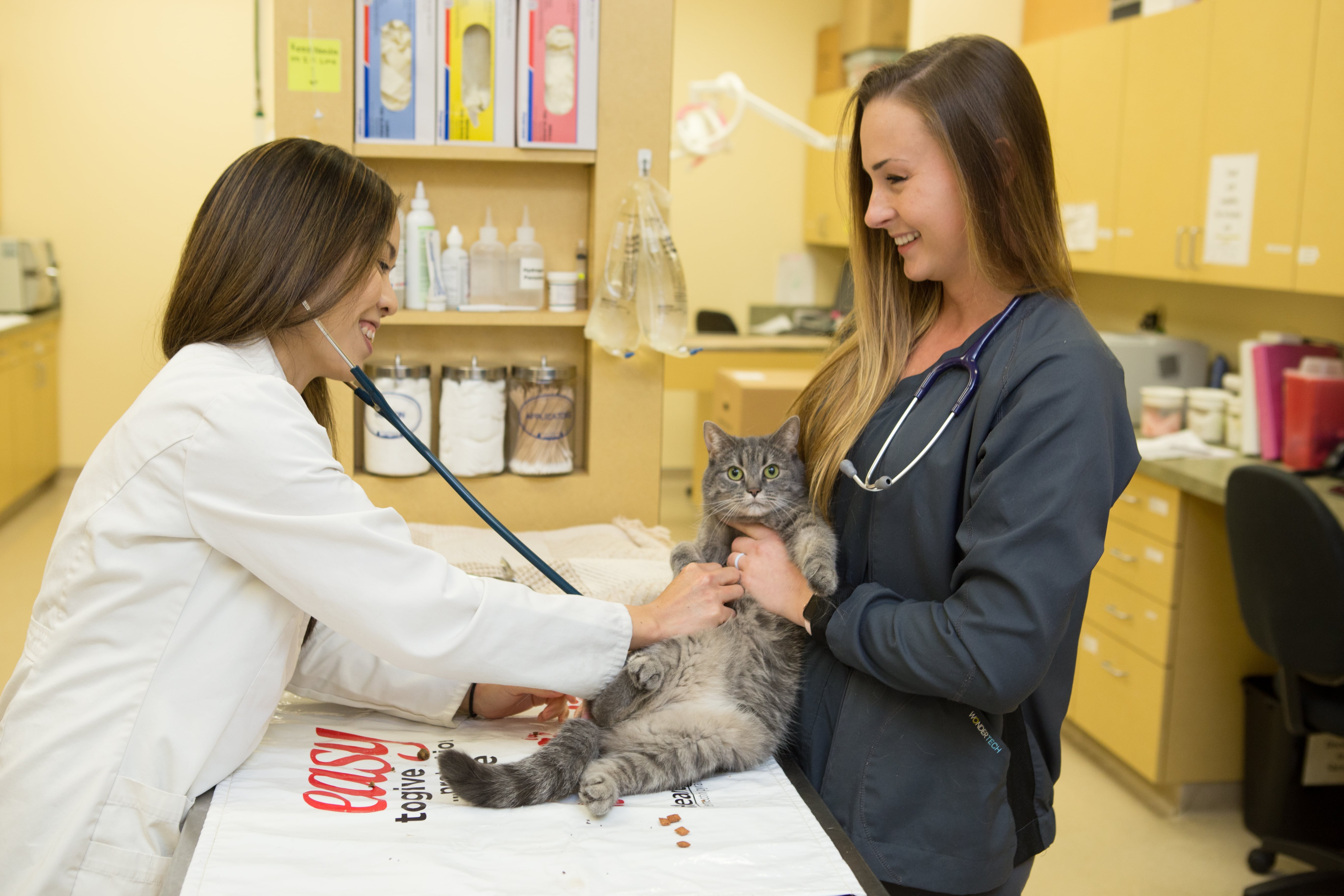 Doctor Examines Cat