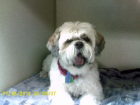 ABBY_is_a_Lhasa_Alpso_and_is_owned_by_Doctor_and_Mrs._Ronald_Anders._enhanced.JPG