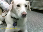 BUTTERCUP__is_a_Lab_Mix_owned_by_Linda_Anderson._enhanced.JPG