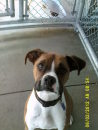 CHESTER_is_a_boxer_owned_by_Chad_and_Lynn_Faller._enhanced.JPG