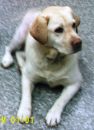 Maggie_is_a_Yellow_Lab_owned_by_Don_and_Torree_Hefner._enhanced.JPG