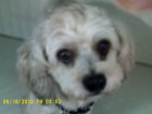 PUNKY_is_a_Shih_Tzu_and_is_owned_by_Danny_and_Sue_Ann_Goetz._enhanced.JPG