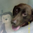 ROXIE_is_a_Chocolate_Lab_owned_by_Mike_and_Jill_Gross._enhanced.JPG