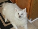 Babe is owned by our Office Manager, Judy Roessner. She is a 6 year old American Eskimo. enhanced_1.jpg