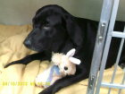HOLLEY_is_a_Black_Lab_Mix_owned_by_Butch_and_Sheila_Slauter..JPG