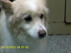 HOLLY is a mix breed owned by Joy Buterbaugh._1.JPG