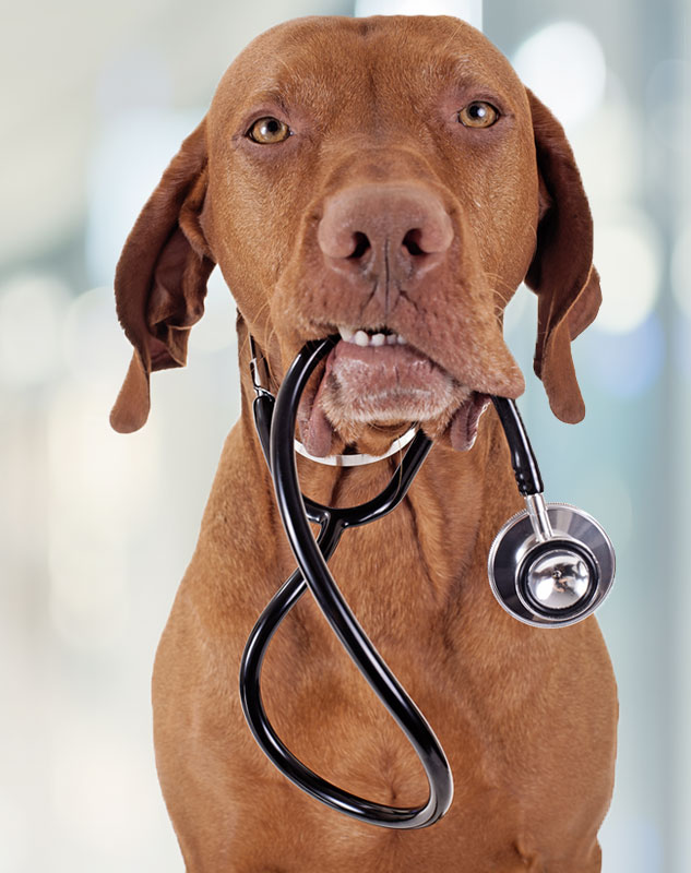 Dog with medical device