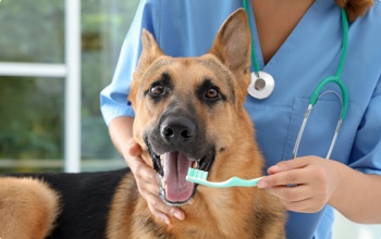 Dog teeth cleaning
