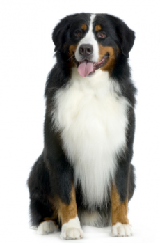 bigstock_Bernese_Mountain_Dog_983985_1_1_1.jpg