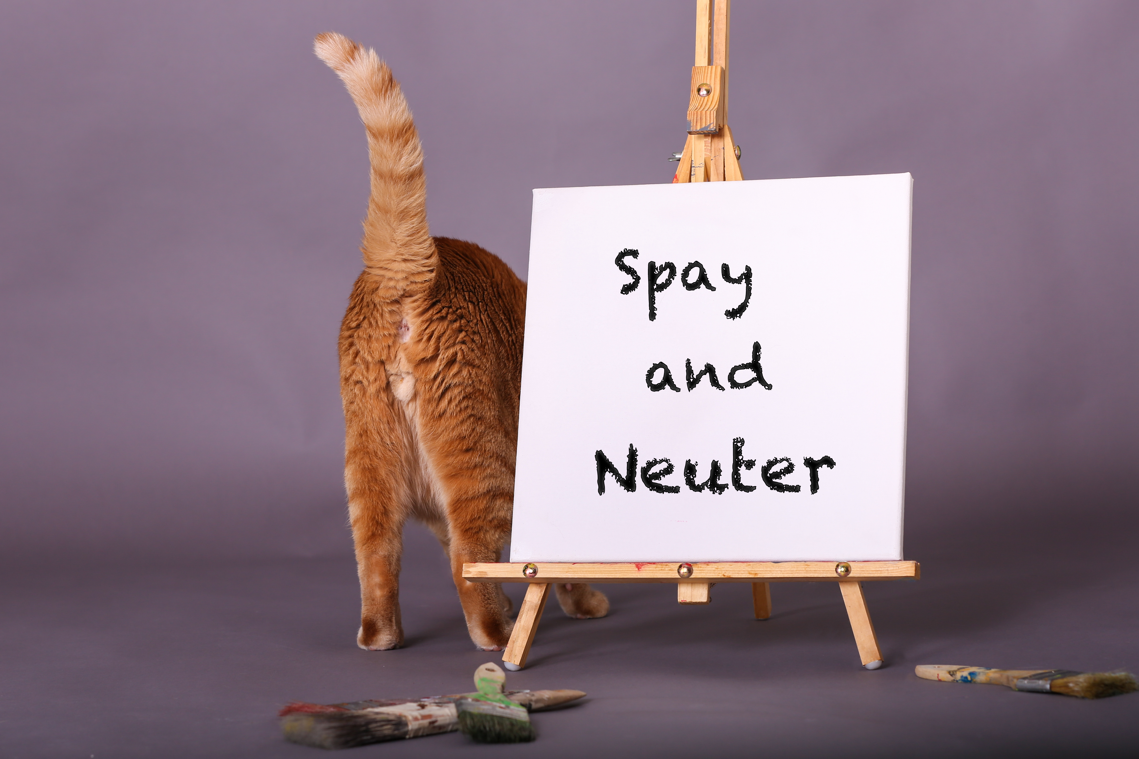 Spay and Neuter FAQs