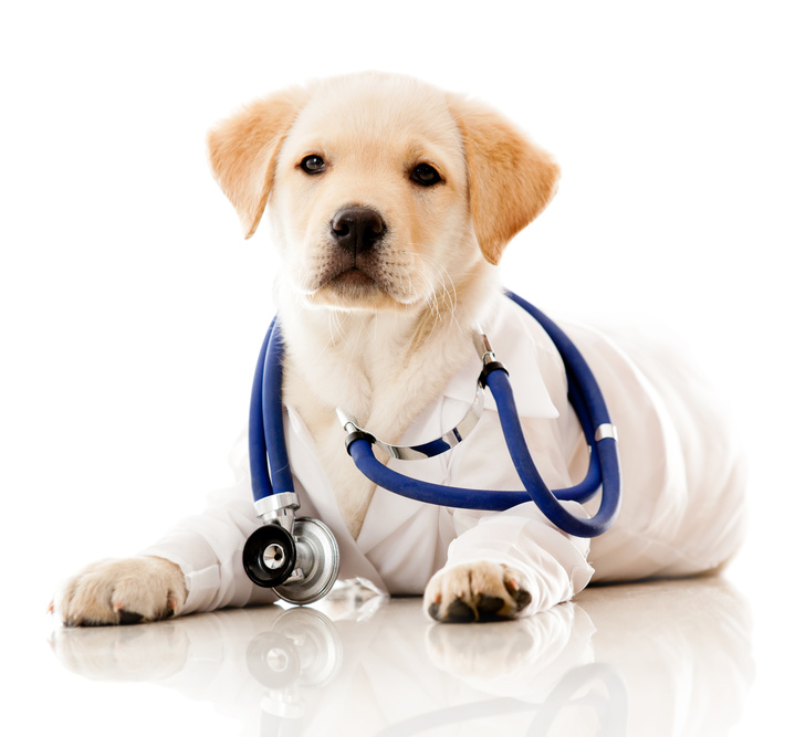 veterinarian_dog.png