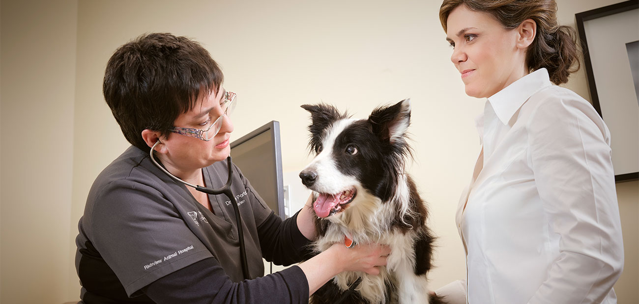 veterinarian doing a wellness exam in Etobicoke, ON 