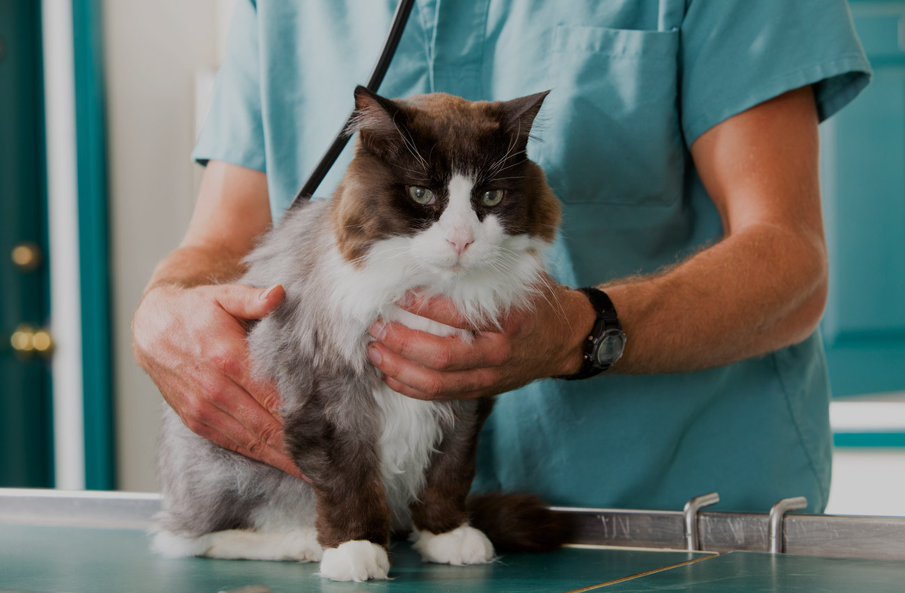 Mast Cell Tumors in Cats