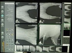 Gresham veterinary hospital provides digital radiology