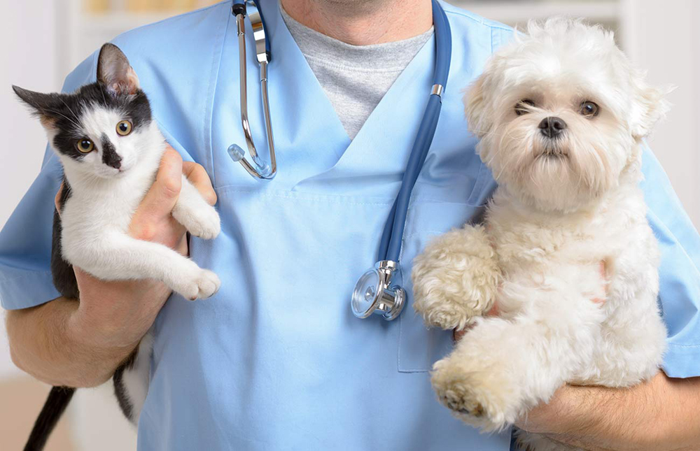 Veterinarian Holding Cat And Dog