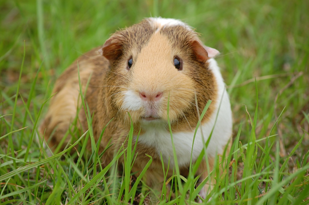 How to Care for Your Pet Guinea Pig