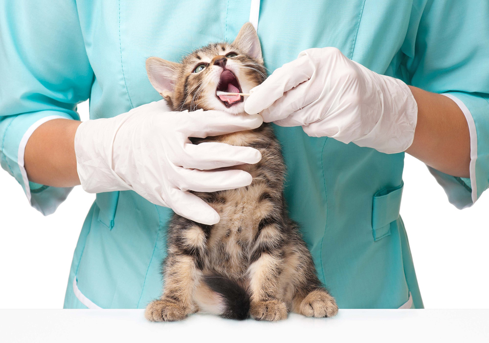 Kitten getting prepped for pet dental surgery.