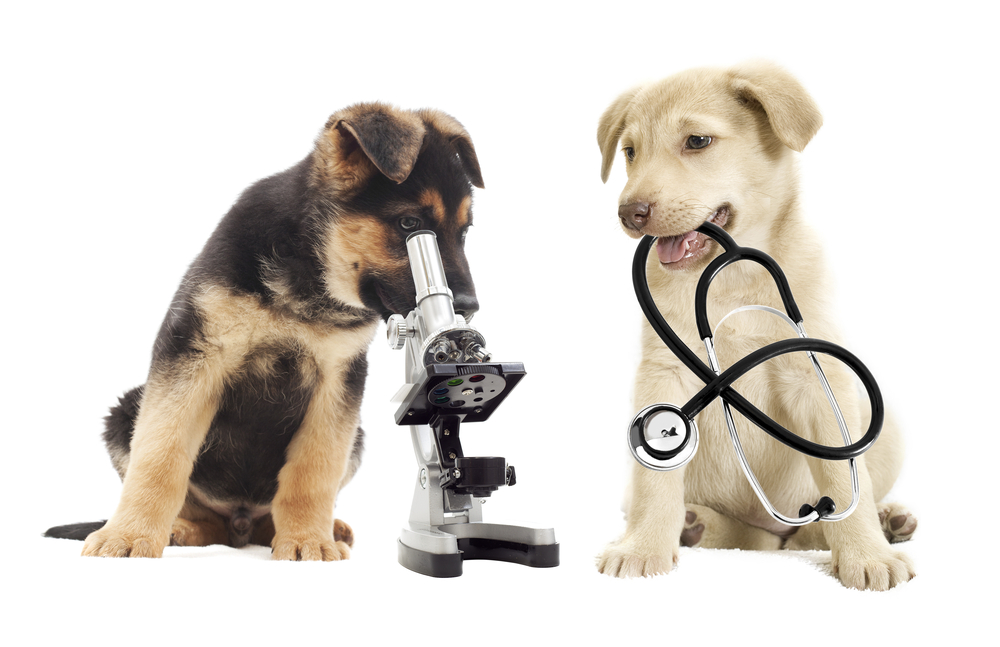 Two dogs with medical tools