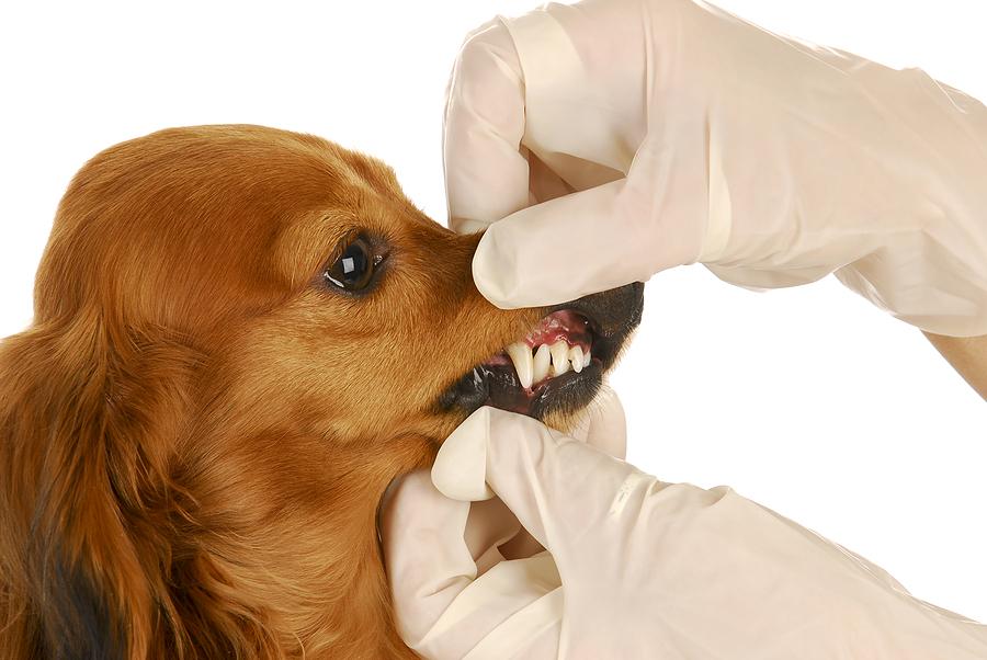 dog dental exam