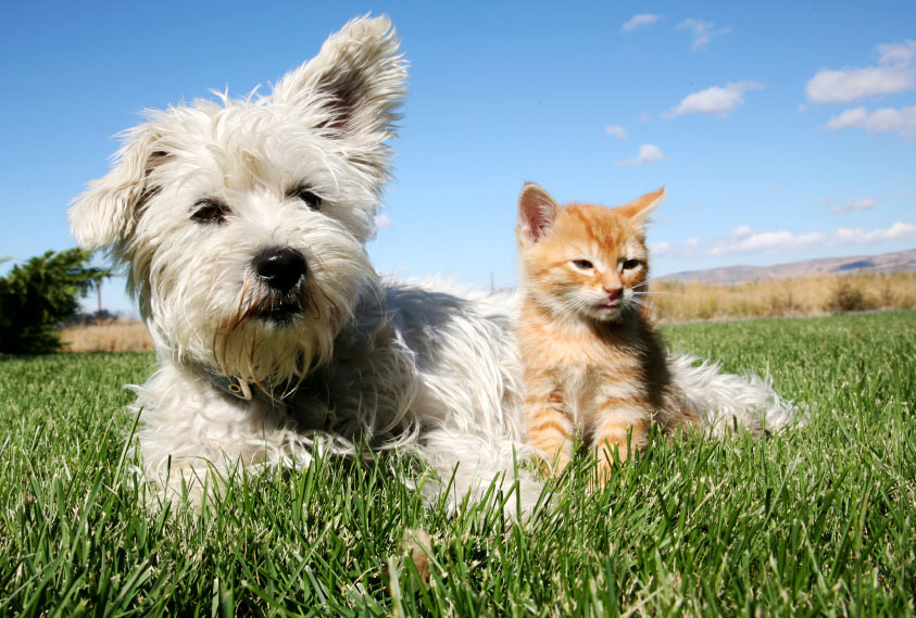 dog and cat in field
