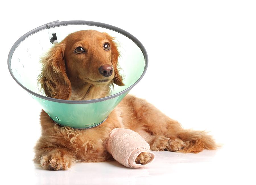 Dachshund wearing a funnel and a cast after preventative surgery in Portland, OR
