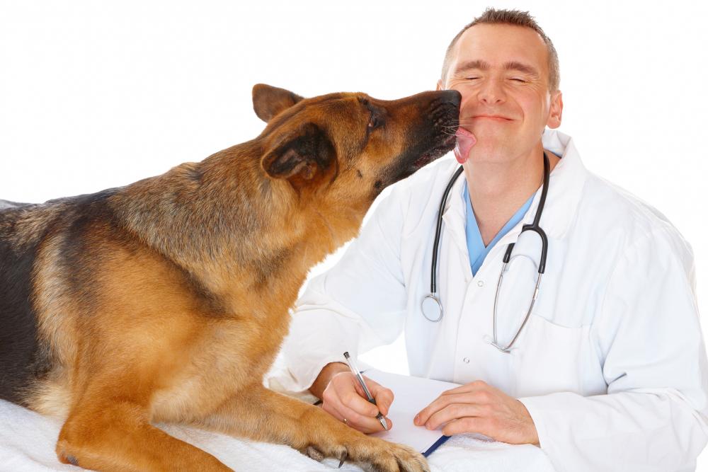 Doctor treating dog at Jane Animal Hospital 