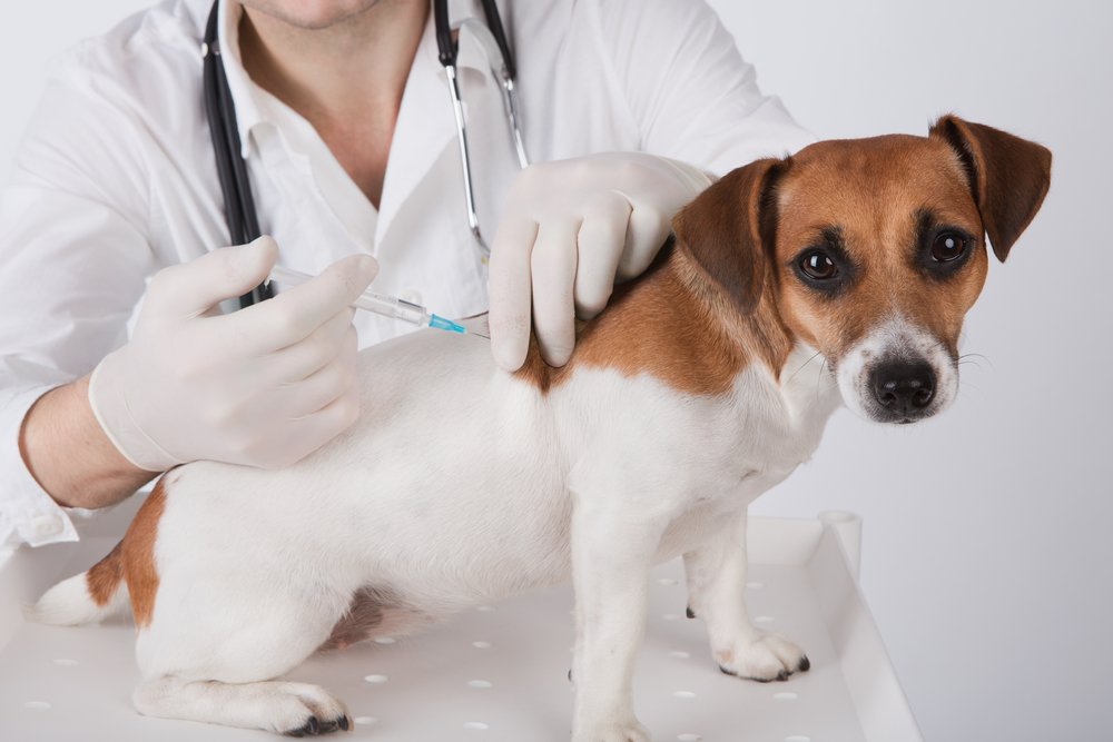 Dog getting its vaccinations.