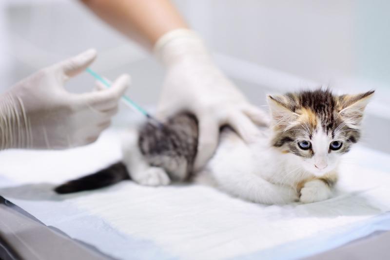 Kitten Vaccination