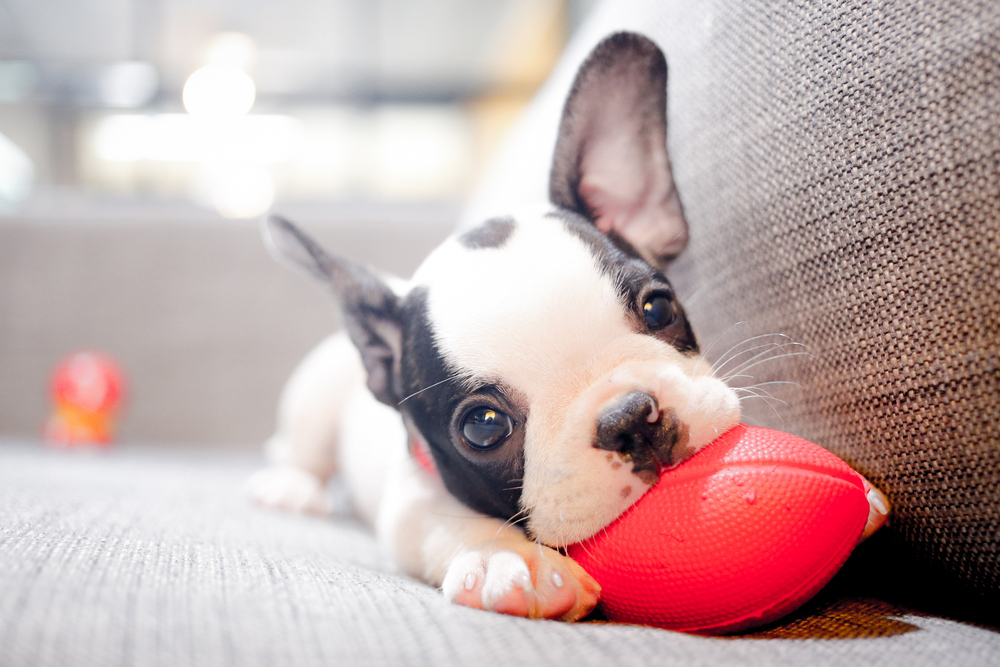 puppy chewing on ball