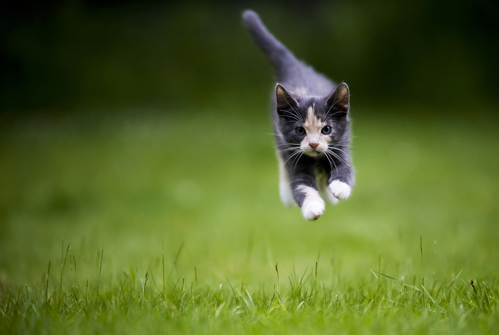 kitten running on grass