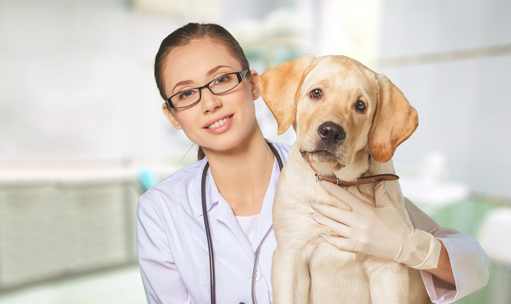veterinarian and Labrador