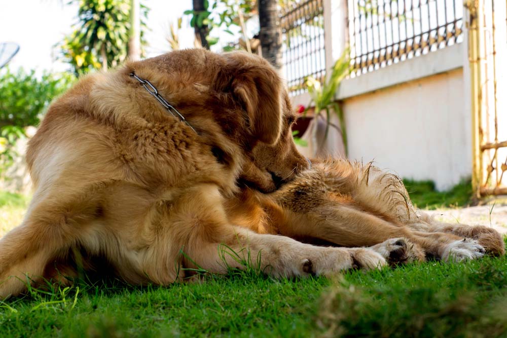 older dog laying on the grass