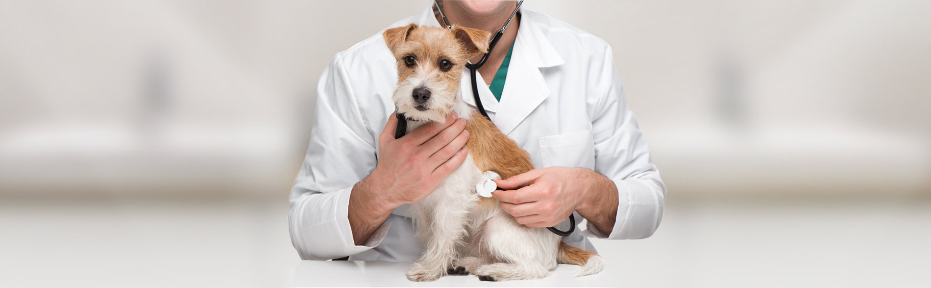 pet services, Collierville, veterinary, animal, hospital
