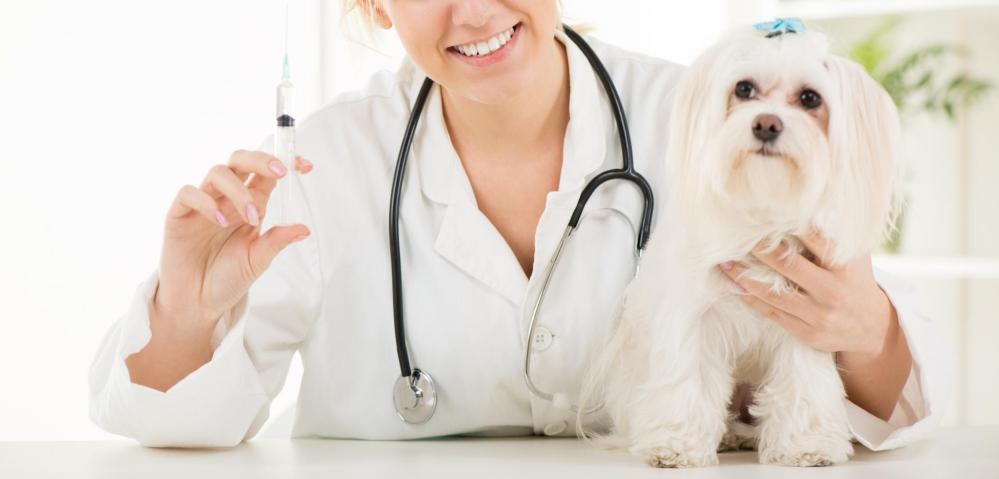 Dog receiving vaccinations from Collierville Veterinarian