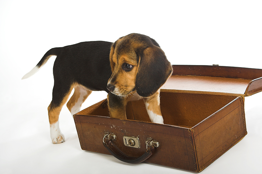 dog trying to get inside a briefcase