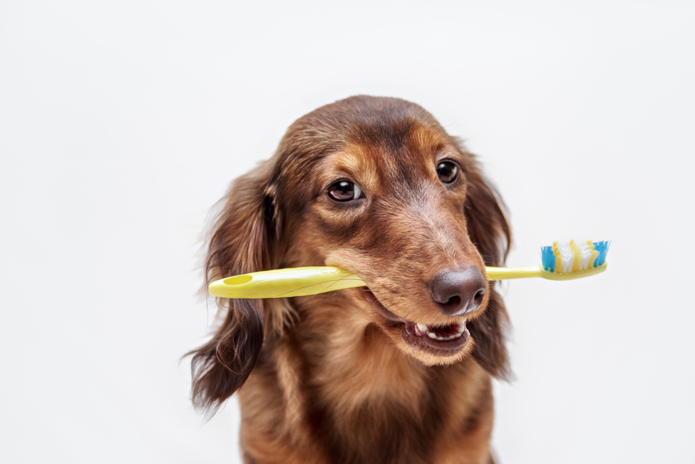 dog with toothbrush at colliervill veterinarian