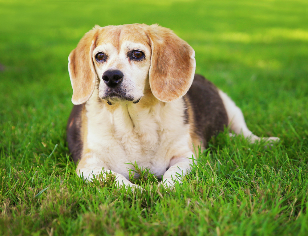 dog diabetes information from our veterinarian in winston-salem 
