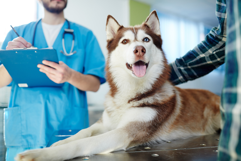 Husky getting a regular check up at Forsyth Veterinary Hospital.