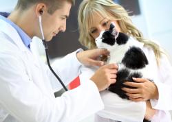 Pet Wellness Exam, Winston-Salem veterinarian 