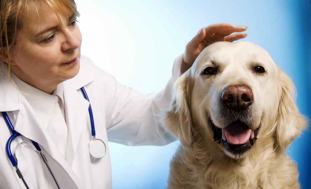 winston salem veterinary hospital, winston salem spay and neuter, pet surgery,wellness exam